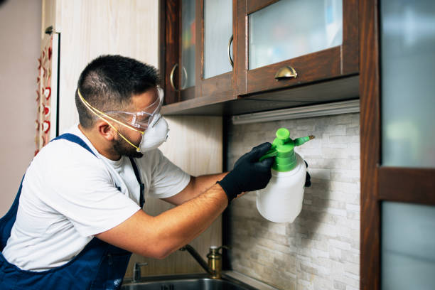 Best Mosquito Control Services  in Keokea, HI